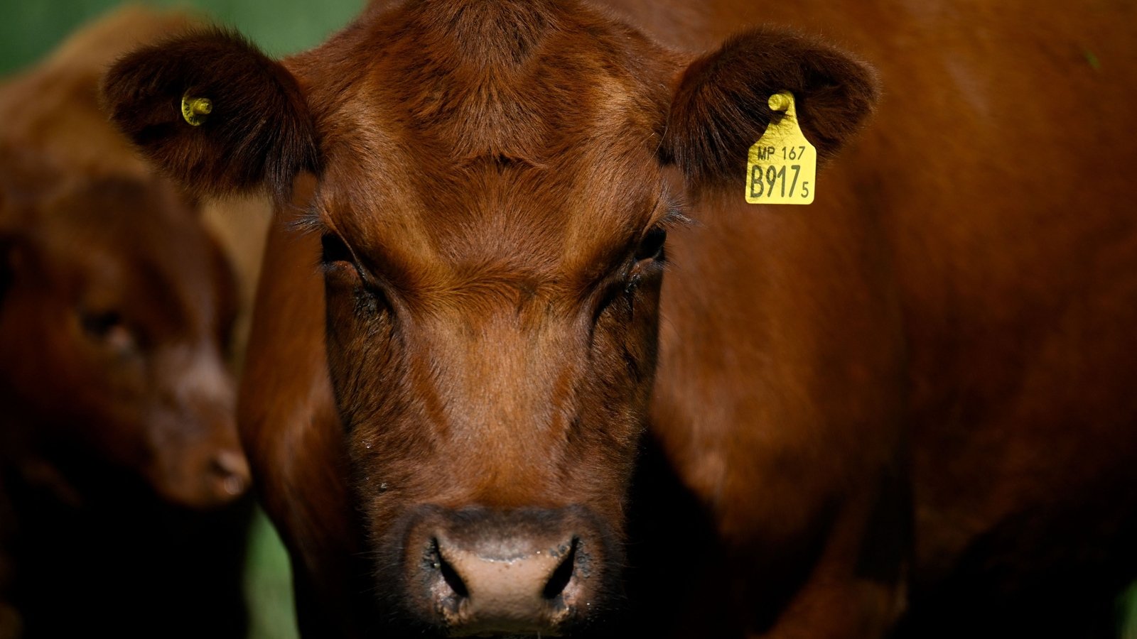 Brazilian meat imports - what's the beef?